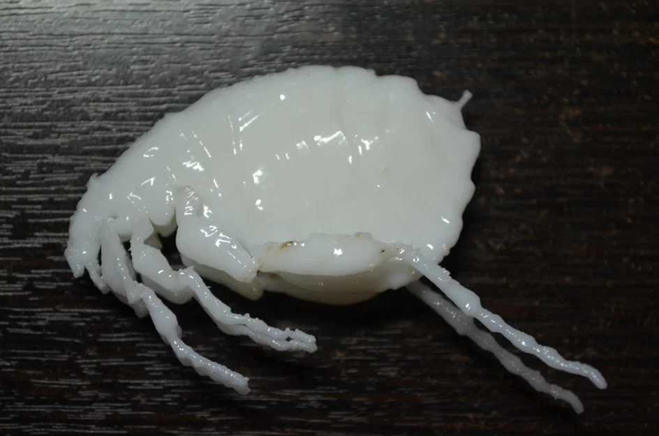 Côn trùng remix: Flea (Circus play-set) + dog tick - Image 12