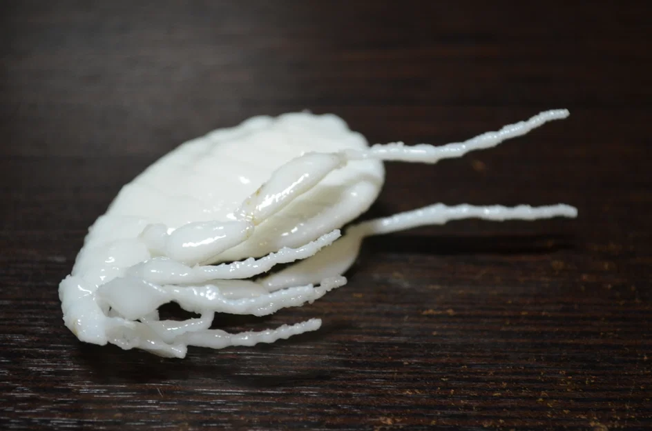 Côn trùng remix: Flea (Circus play-set) + dog tick - Image 19