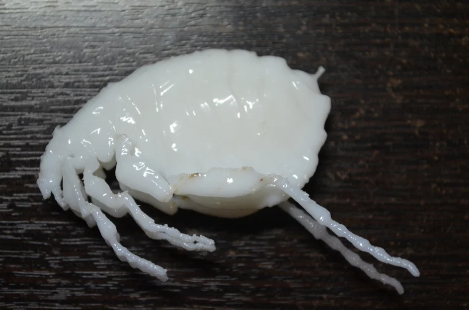 Côn trùng remix: Flea (Circus play-set) + dog tick - Image 20