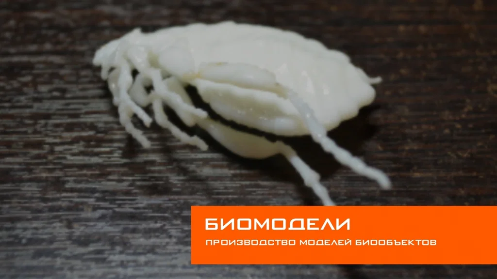 Côn trùng remix: Flea (Circus play-set) + dog tick - Image 21