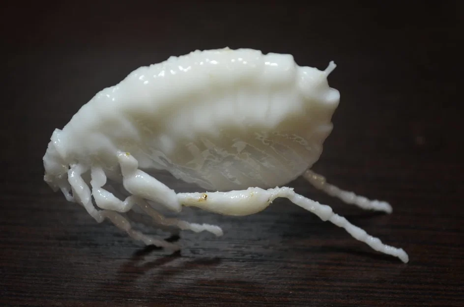 Côn trùng remix: Flea (Circus play-set) + dog tick - Image 22