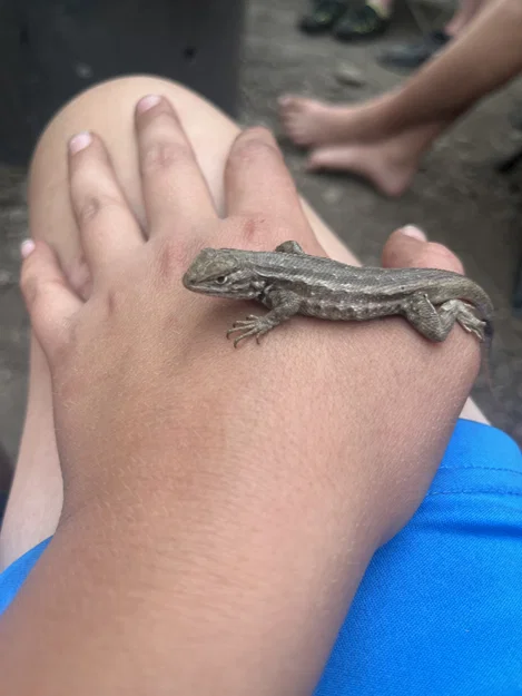 Mô Hình Thằn Lằn Flexi Common Side-Blotched - Image 4