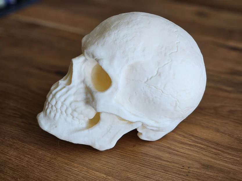 Mô hình hộp sọ 3D Totenopf trang trí cực chất - Image 1