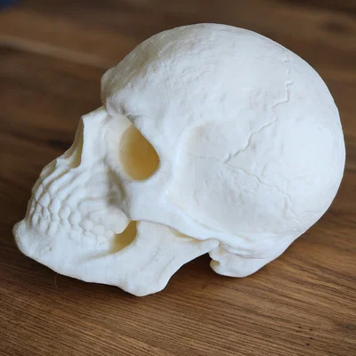 Mô hình hộp sọ 3D Totenopf trang trí cực chất
