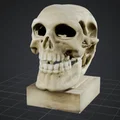 Mô hình hộp sọ 3D nghệ thuật trang trí bàn làm việc - Thumbnail 1