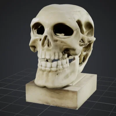 Mô hình hộp sọ 3D nghệ thuật trang trí bàn làm việc