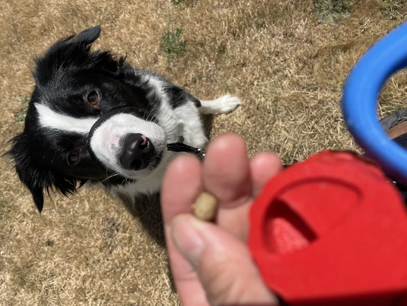 Hộp túi phân & hộp treat cho dây dắt Flexi (dùng tay trái/phải) - Image 2