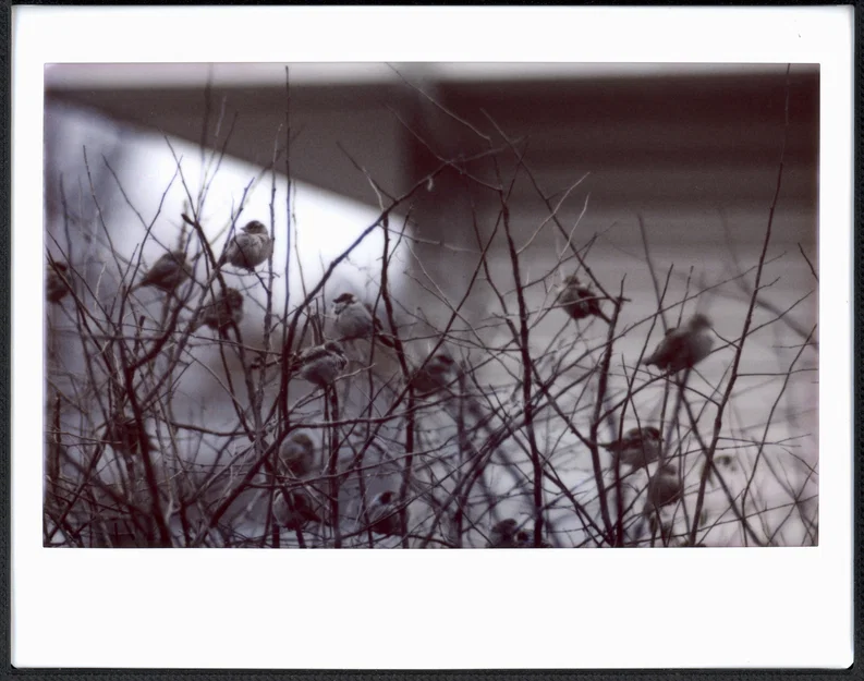 Khung scan Instax Wide: viền đều, hạn chế Newton Rings - Image 7