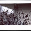Khung scan Instax Wide: viền đều, hạn chế Newton Rings - Thumbnail 7