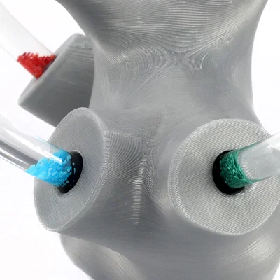 Mô hình tai trong chứa chất lỏng: Vestibular Apparatus cho giáo dục chóng mặt