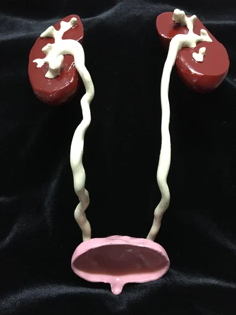 Mô hình giải phẫu hệ tiết niệu 3D chi tiết - Thận, Niệu quản, Bàng quang - Image 1