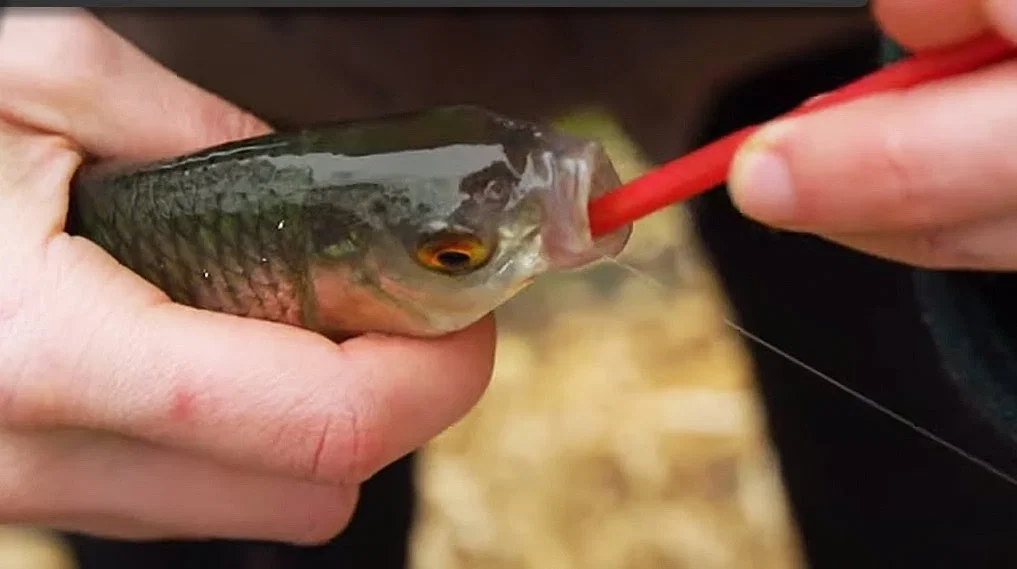 Bộ 3 Dụng Cụ Gỡ Lưỡi Câu Tiện Lợi (Fishing Disgorger) - Image 2