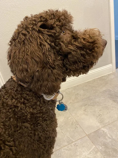 Giá đỡ Apple AirTag gắn vòng cổ cho chó - Image 3