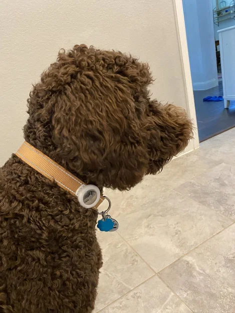 Giá đỡ Apple AirTag gắn vòng cổ cho chó - Image 4