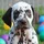 BloomStudios_469039