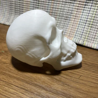 Mô hình đầu lâu 3D trang trí nghệ thuật độc đáo