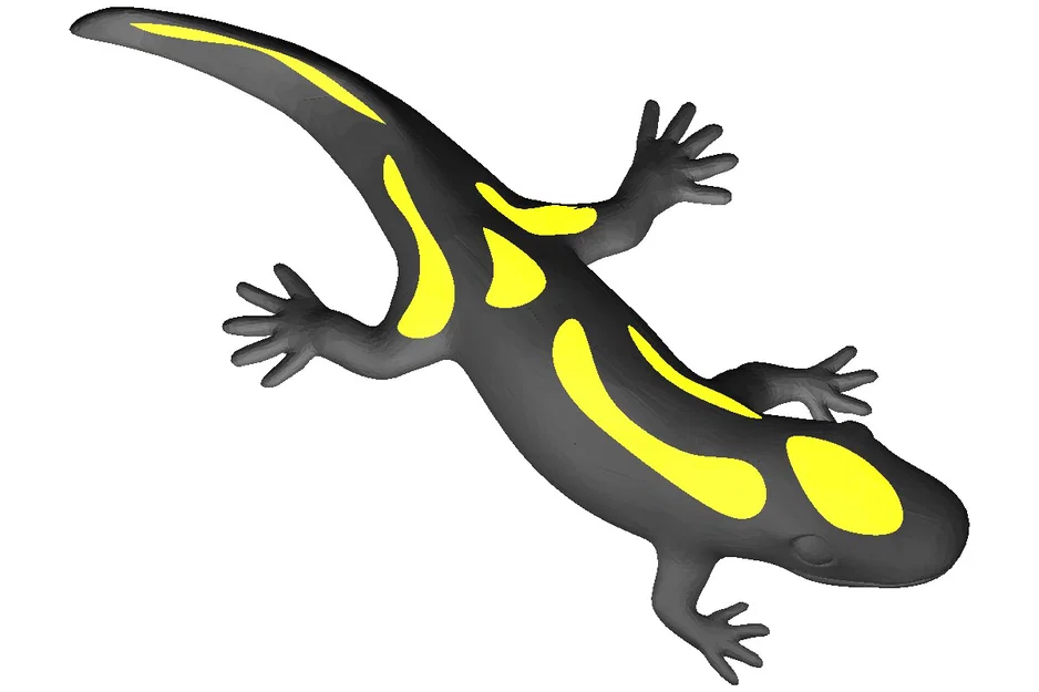 Kỳ giông hai màu (Dual color) – Zweifarbiger Salamander - Image 1