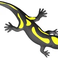Kỳ giông hai màu (Dual color) – Zweifarbiger Salamander - Thumbnail 1