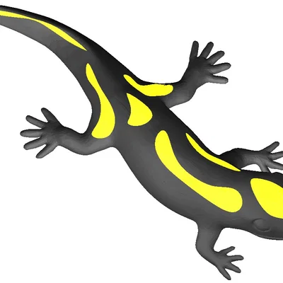 Kỳ giông hai màu (Dual color) – Zweifarbiger Salamander