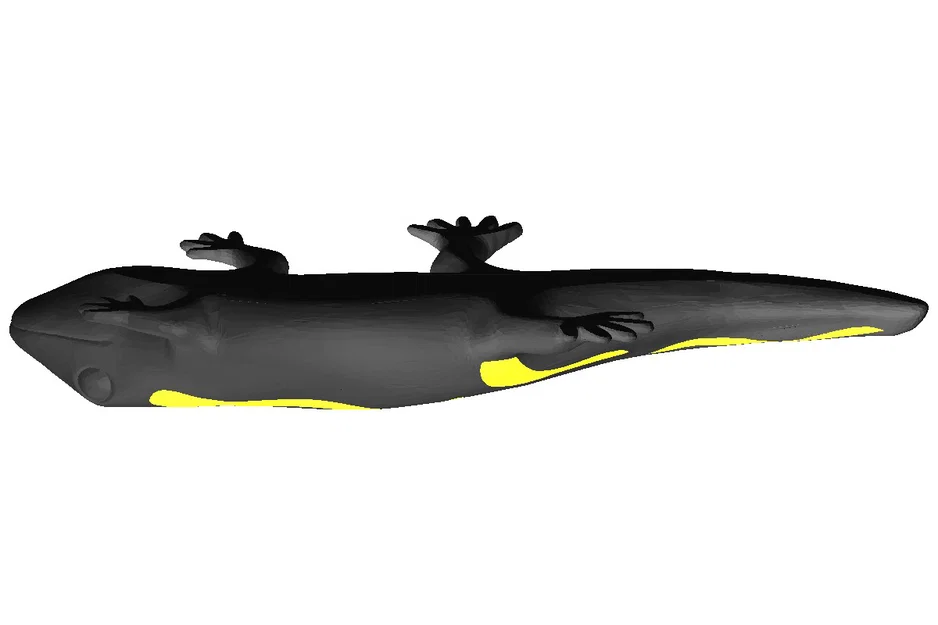 Kỳ giông hai màu (Dual color) – Zweifarbiger Salamander - Image 2