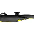 Kỳ giông hai màu (Dual color) – Zweifarbiger Salamander - Thumbnail 2