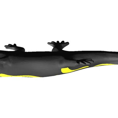 Kỳ giông hai màu (Dual color) – Zweifarbiger Salamander