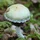 elGulakho_4385506