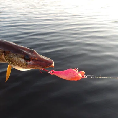Mồi giả câu cá Crankbait 3D - Thiết kế bền chắc, hiệu quả cao