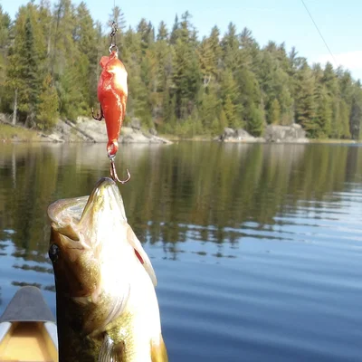 Mồi giả câu cá Crankbait 3D - Thiết kế bền chắc, hiệu quả cao