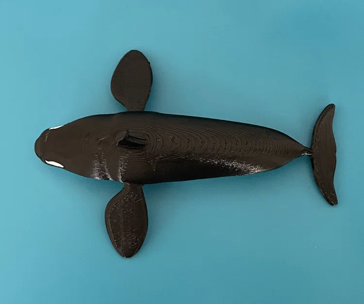 Mô hình Cá Vực (Killer Whale) - In Dual Color với Single Extruder - Image 3