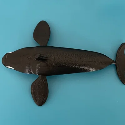 Mô hình Cá Vực (Killer Whale) - In Dual Color với Single Extruder