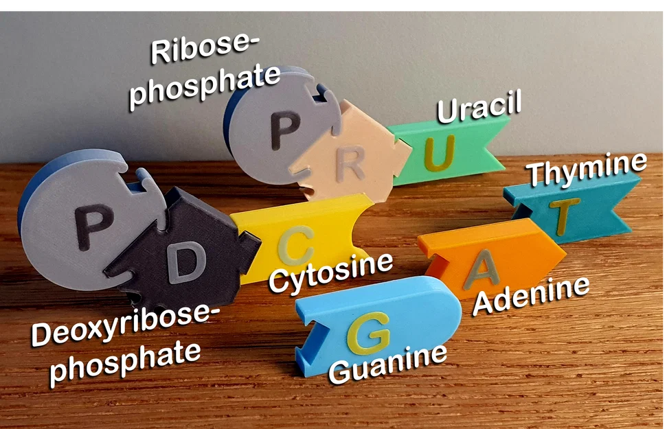 DNA Model – Mô hình lắp ghép DNA/RNA cho lớp học - Image 1