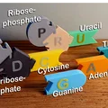 DNA Model – Mô hình lắp ghép DNA/RNA cho lớp học - Thumbnail 1