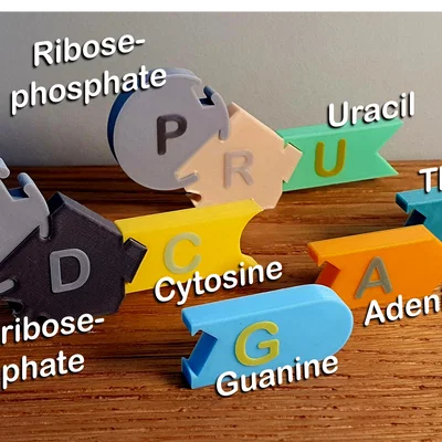 DNA Model – Mô hình lắp ghép DNA/RNA cho lớp học