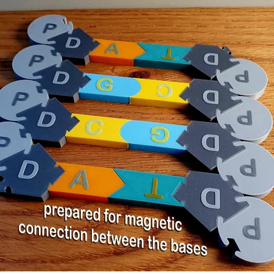 DNA Model – Mô hình lắp ghép DNA/RNA cho lớp học