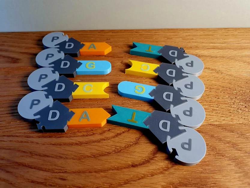 DNA Model – Mô hình lắp ghép DNA/RNA cho lớp học - Image 3