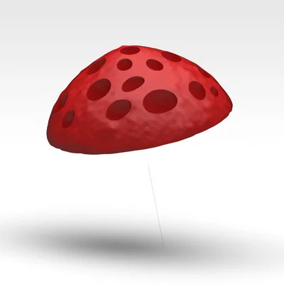 Nấm 2 màu – Fungo doppio colore