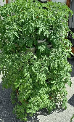 WuuYA Tree - Khuôn cho chậu trồng cây đứng (vertical planters) - Image 2