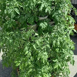 WuuYA Tree - Khuôn cho chậu trồng cây đứng (vertical planters)