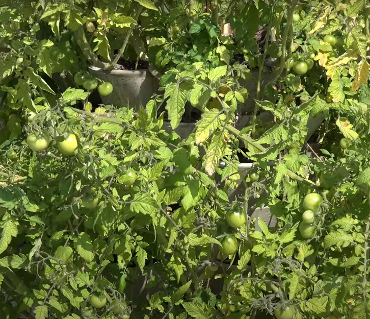 WuuYA Tree - Khuôn cho chậu trồng cây đứng (vertical planters) - Image 24