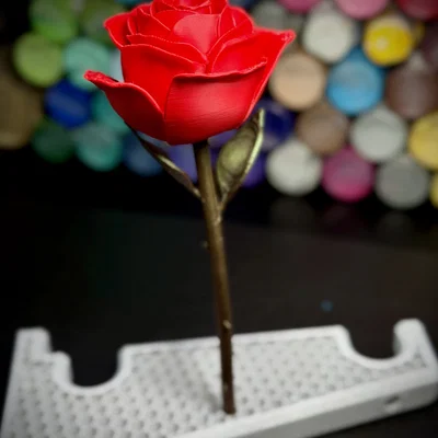 Hoa Hồng (Rose)