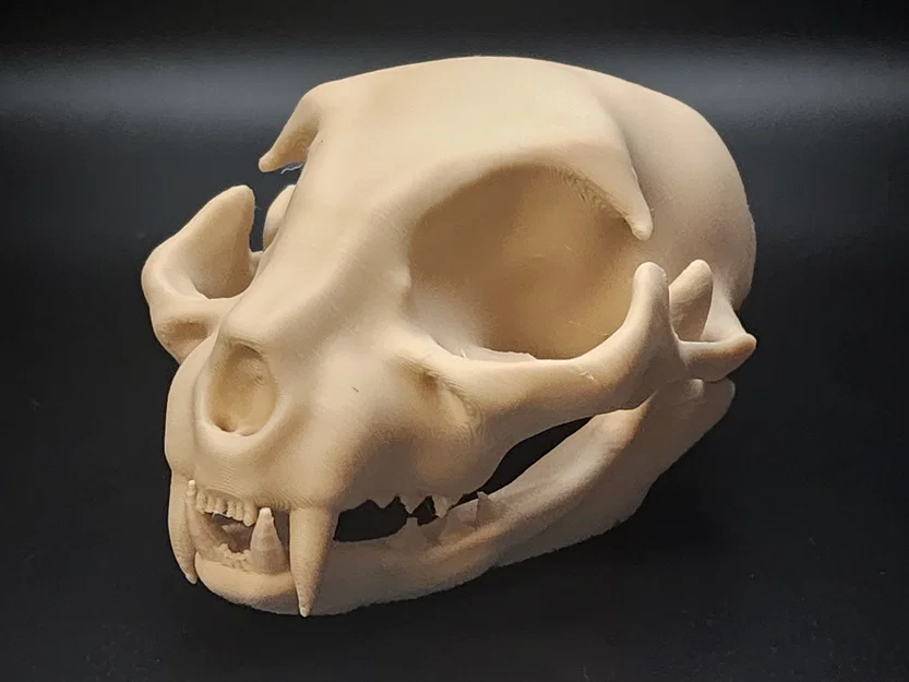 Hộp Sọ Mèo - Dễ In (Tương Đối) | Cat Skull - Easy(ish) Print - Image 1