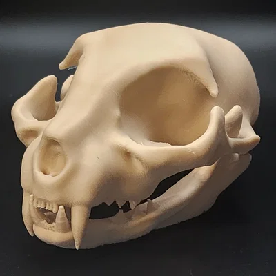 Hộp Sọ Mèo - Dễ In (Tương Đối) | Cat Skull - Easy(ish) Print