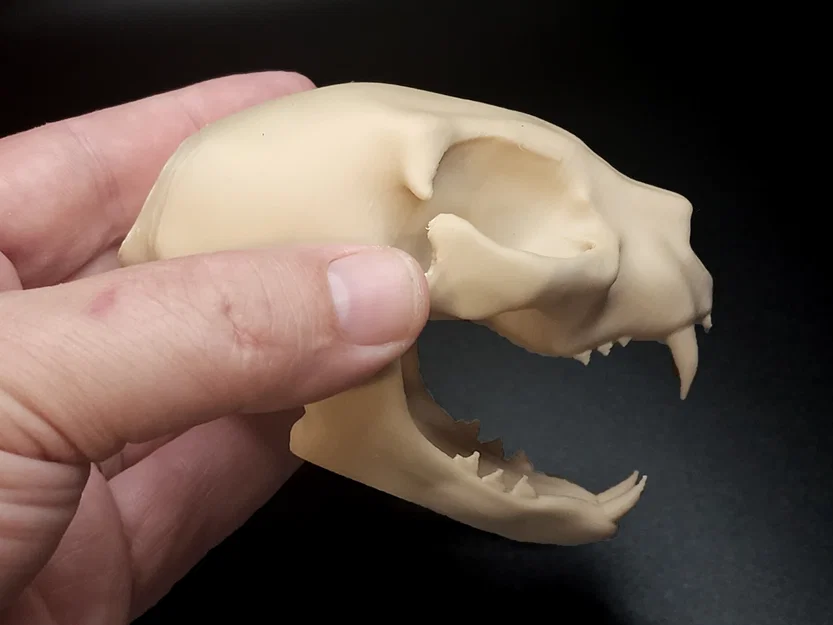 Hộp Sọ Mèo - Dễ In (Tương Đối) | Cat Skull - Easy(ish) Print - Image 2