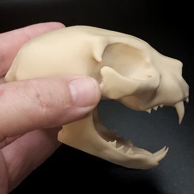 Hộp Sọ Mèo - Dễ In (Tương Đối) | Cat Skull - Easy(ish) Print