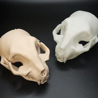 Hộp Sọ Mèo - Dễ In (Tương Đối) | Cat Skull - Easy(ish) Print