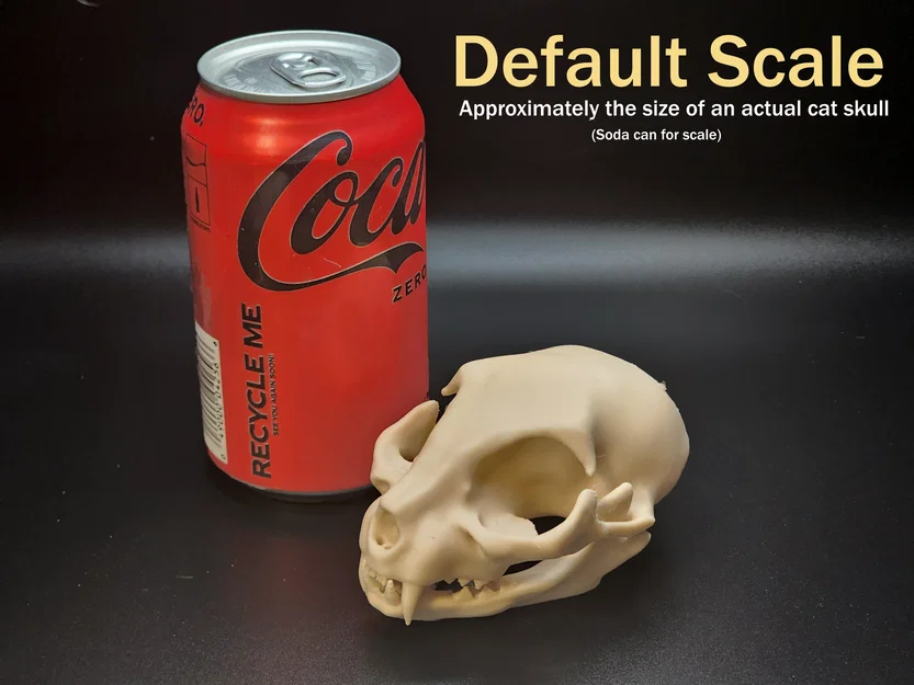 Hộp Sọ Mèo - Dễ In (Tương Đối) | Cat Skull - Easy(ish) Print - Image 5