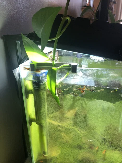 Kẹp Giữ Cây Pothos Cho Hồ Cá (Propagate) – Pothos Aquarium Plant Holder - Image 1
