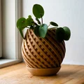 Chậu cây trang trí Pot 11 họa tiết xoắn ốc tinh tế kèm khay hứng nước - Thumbnail 1