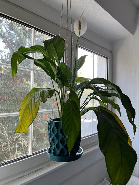 Chậu hoa có khay hứng nước liền (Flowerpot with integrated underpan) - Image 1